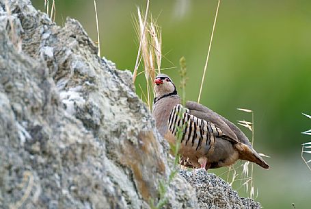 Sicilian Rock partridge, Italy