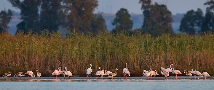 Pink Flamingos