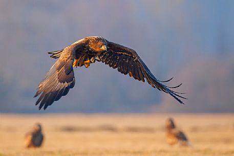 White-tailed eagle, Poland