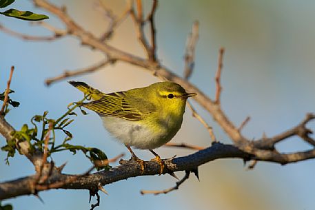 Wood warbler