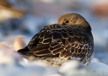 Purple sandpiper, Calidris maritima