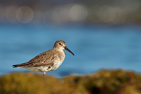 Dunlin, Calidris alpina