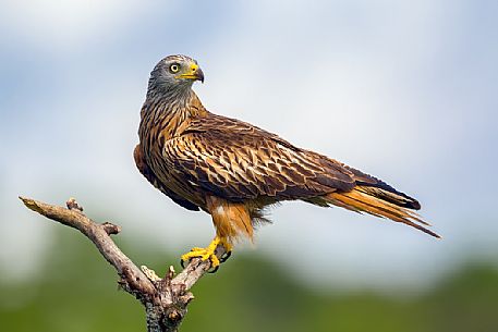 Red kite, Milvus milvus