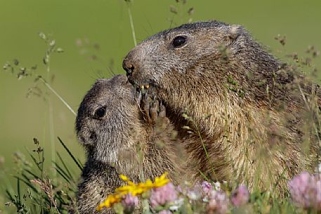 Alpine marmots (marmota marmota), mom and puppy