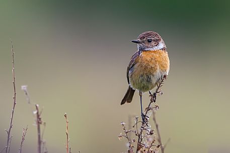 European stonechat, Saxicola rubicola