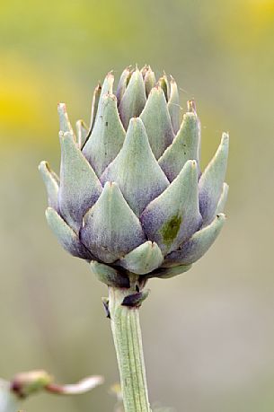 Artichoke in nature