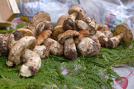 Porcini Mushrooms, boletus edulis