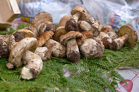 Porcini Mushrooms, boletus edulis