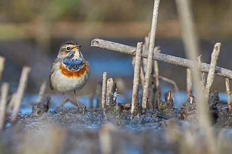 Portrait of Bluethroat, Luscinia svecica