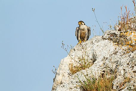 Lanner falcon, Falco biarmicus, portrait