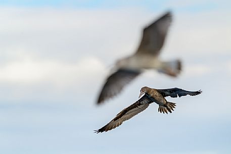 Northern gannet cube, Sicily, Italy, Europe