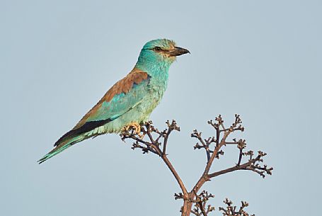 Portrait of European roller, Coracias garrulus