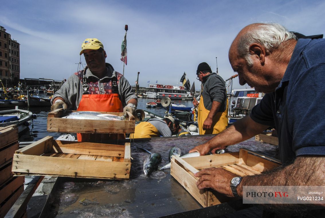 Arrival of the catch from Tonnara of Camogli and available in boxes for the fish market on the quay of Camogli, Liguria, Italy