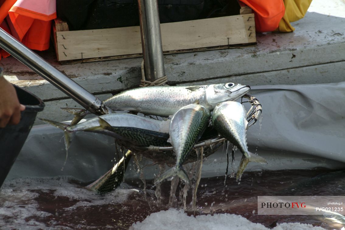 Arrival of the catch for the fish market, Tonnara di Camogli, Genova, Italy