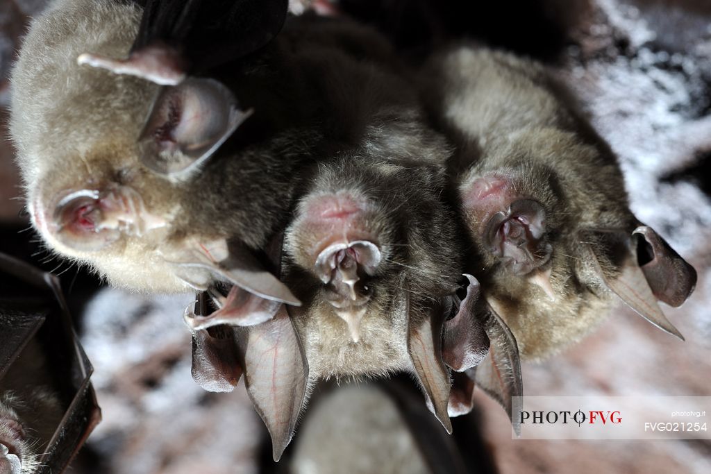 Group of bats, Rhinolophus ferrumequinum  in the Molinello mine in Val Graveglia, Liguria, Italy, r