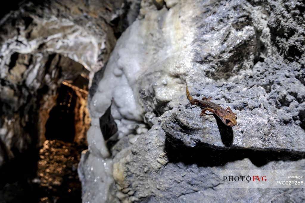 Geotritonet and in the background common bat on limestone in a old mine Speleomantes strinatii with greater horseshoe bat, Graveglia, Liguria, Italy.