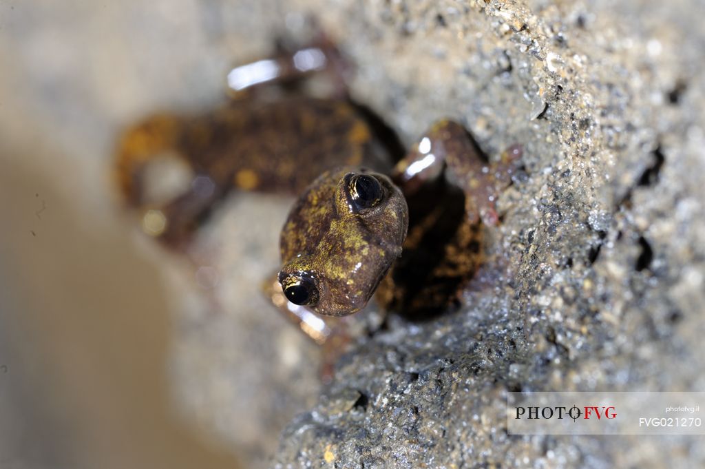 Strinatii's cave salamander or Speleomantes strinatii who climbed on the jasper wall of a mine, Speleomantes strinatii, Graveglia, Liguria, Italy., Graveglia, Liguria, Italy.