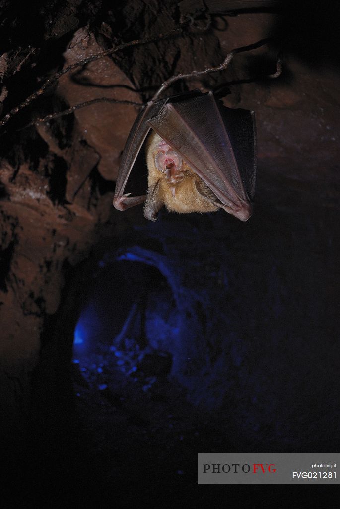 Bat, Rhinolophus ferrumequinum sleeping in the Molinello mine in Val Graveglia valley, Liguria, Italy