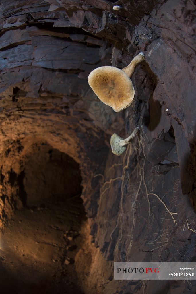 Some mushrooms that are born inside the mines in some periods of the year, oddly grow and even in the absence of light. Mine of Molinello, Graveglia valley, Liguria, Italy