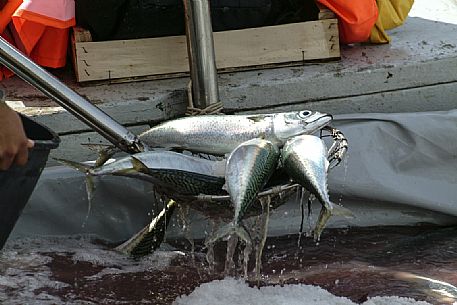 Arrival of the catch for the fish market, Tonnara di Camogli, Genova, Italy