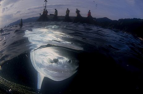 Sunfish in the Tonnara of Camogli, Liguria, Italy
