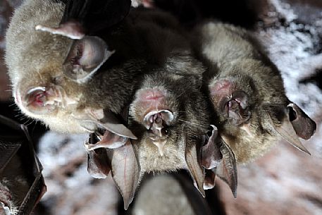 Group of bats, Rhinolophus ferrumequinum  in the Molinello mine in Val Graveglia, Liguria, Italy, r