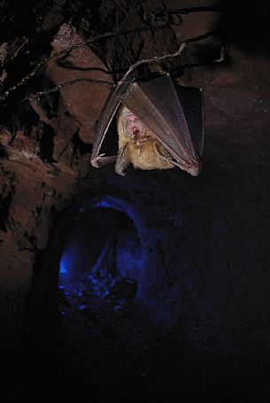 Bat, Rhinolophus ferrumequinum sleeping in the Molinello mine in Val Graveglia valley, Liguria, Italy