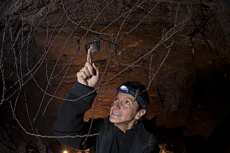 Bat, Rhinolophus ferrumequinum  in the Molinello mine in Val Graveglia valley, Liguria, Italy