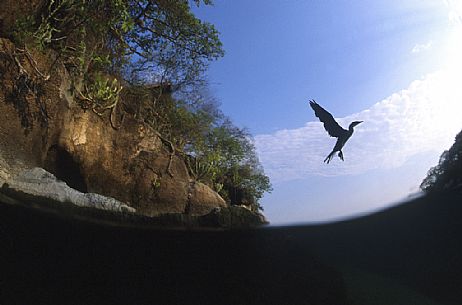 Cormorant in flight in the  Lake Malawi National Park, Malawi, Africa