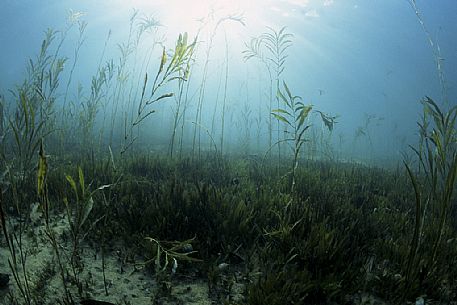 Lake Malawi's plants, Lake Malawi National Park, Malawi, Africa