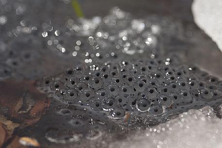 Common frog eggs, Rana temporaria, freshly laid