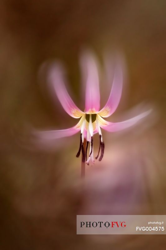 Erythronium dens-canis 