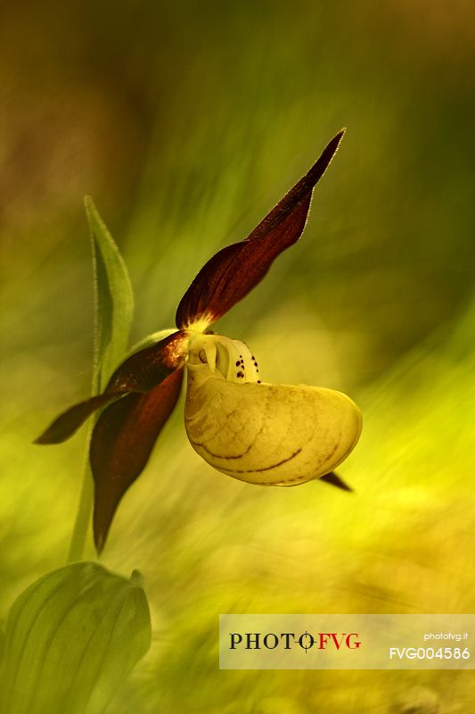 Lady's slipper portrait