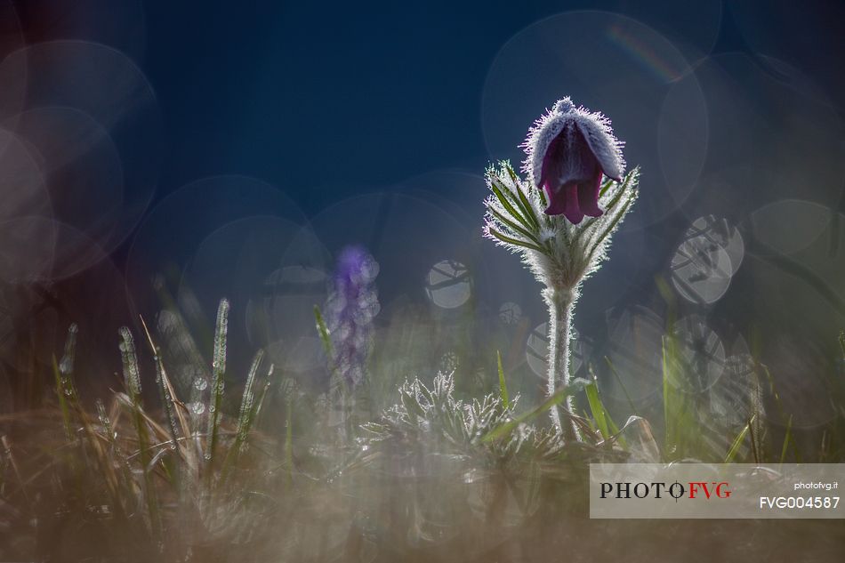 Pulsatilla in the dew of the morning