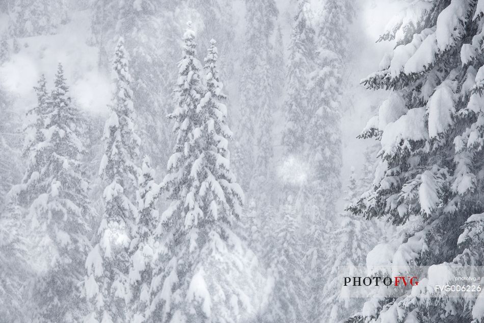 Intense snowfall in the forest near Cortina d'Ampezzo