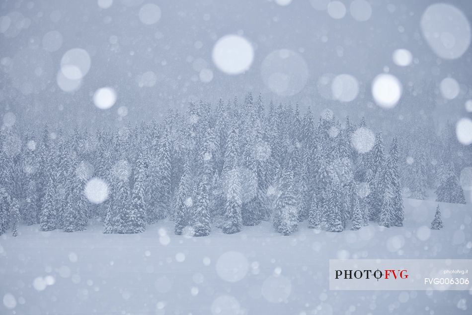 Intense snowfall near Cortina d'Ampezzo : magic in the woodland 
