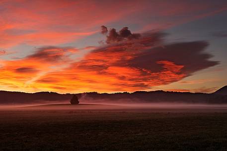 Lonely tree near Cerknica