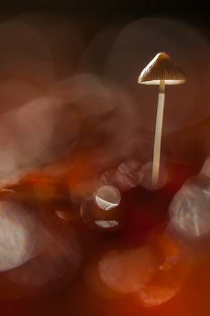 mushroom in the undergrowth