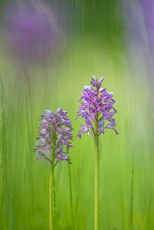 Orchis militaris in the green grass