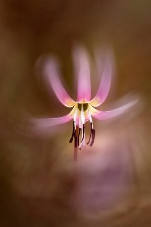 Erythronium dens-canis 