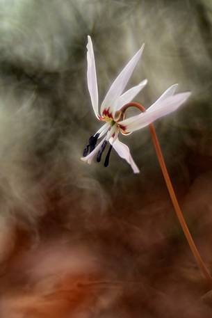 Erythronium dens-canis in the wood