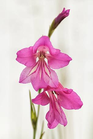 Gladiolus palustris