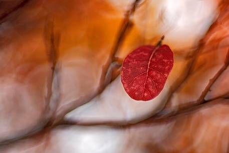 Single leaf sumac remained