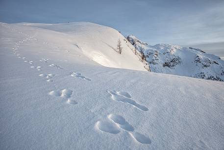 Footprints in the snow