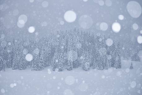 Intense snowfall near Cortina d'Ampezzo : magic in the woodland 