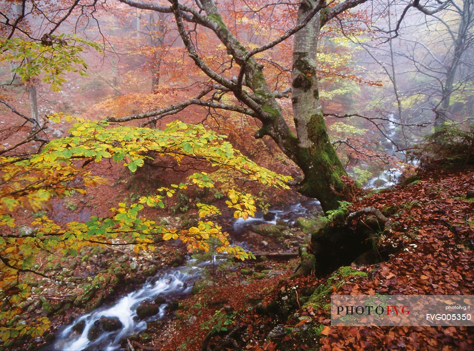 Beech forest near the springs of the Arzino river