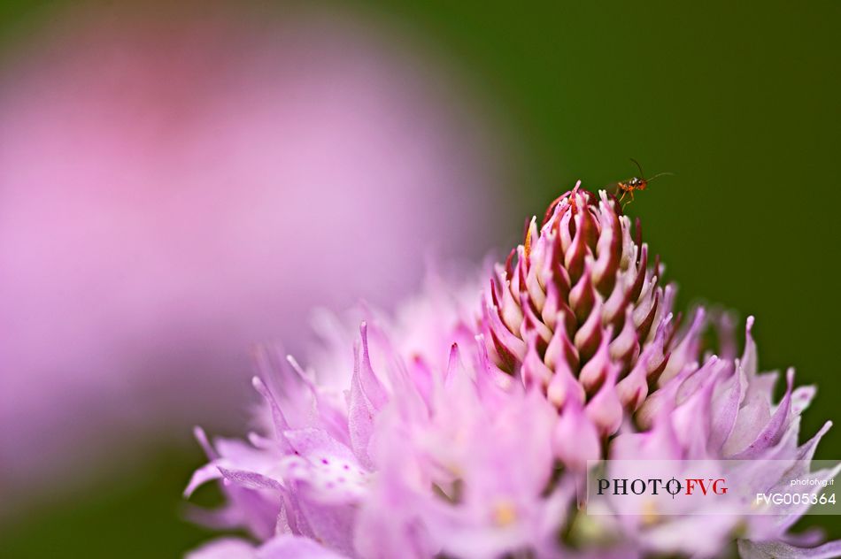 Insect on the orchid