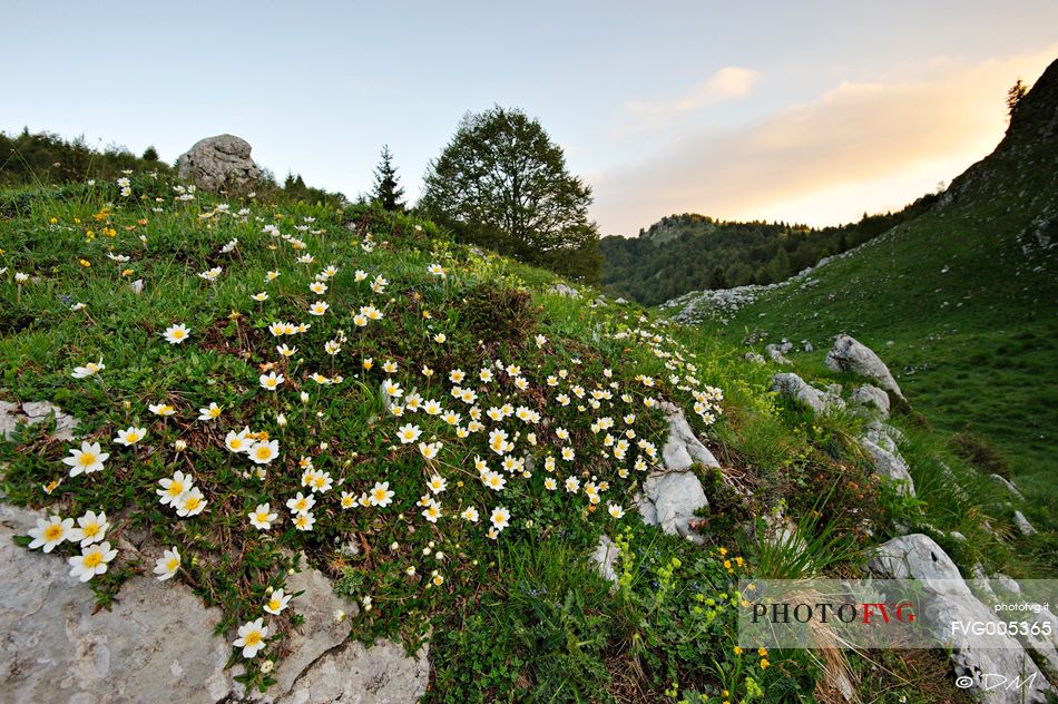 Blooming mountain avens (Dryas octopetala)