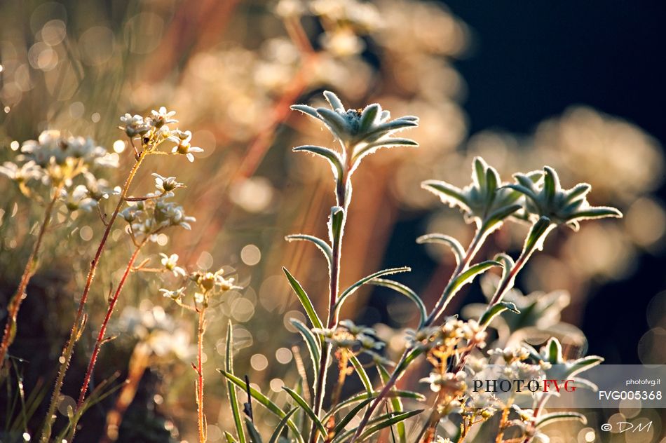 Flowering edelweiss