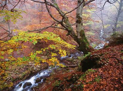 Beech forest near the springs of the Arzino river